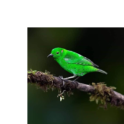 Amari PatelProfile Image