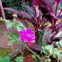 Anjalesh Reddy