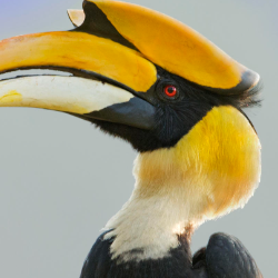Apollis