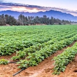 Ashit 789Profile Image