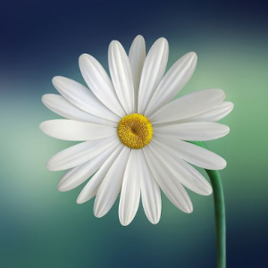 Bipiesh GuptaProfile Image