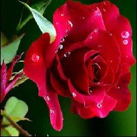 Charulata KProfile Image