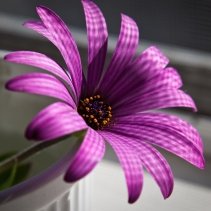 Dhavaesh PandeyProfile Image