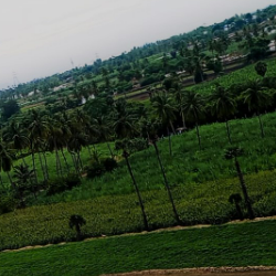 Diya Lokeswaran