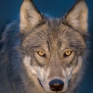 Erian ReddyProfile Image