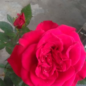 Glorit Reddy
