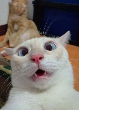 Kira MavProfile Image