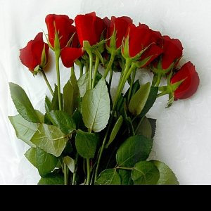 krishnesh Verma