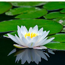 Laxmaesh Reddy