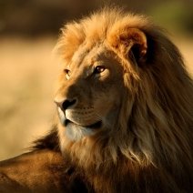 Lionaav ReddyProfile Image