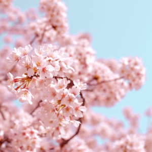 Mahira GehlotProfile Image