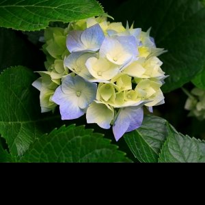 Manoit ChauhanProfile Image