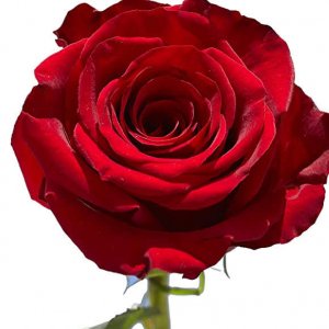 Markadesh Bansal