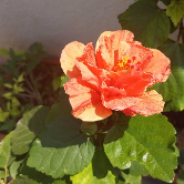 Netravi M. Nambiar