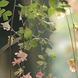 Nisha NalluriProfile Image