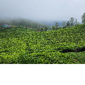 Pakalapatit Kulkarni