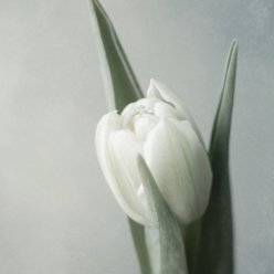 Parth S