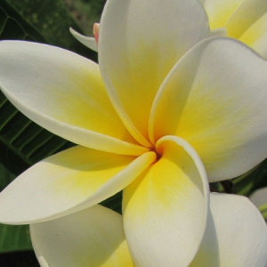 Prekshitesh Pawar