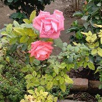 Priyankan Reddy