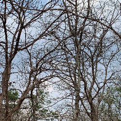 Purvav Trivedi