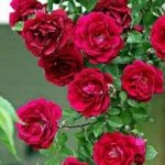 Remyit Deshpande