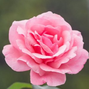 Saima Sameer