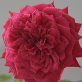 Shreit GuptaProfile Image