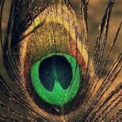 Sindu NairProfile Image