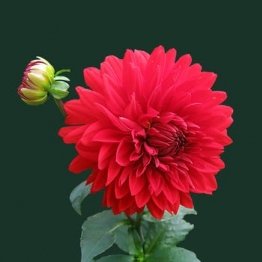 SnehaliProfile Image