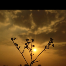 Surbhit AwasthiProfile Image