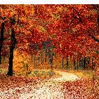 Swara SureshProfile Image