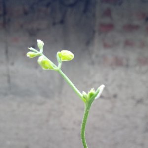 Uttaav Reddy
