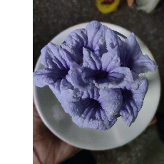 Vipran Goyal
